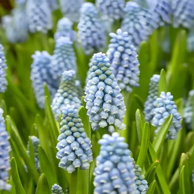Мускари Dutch Beauty фото