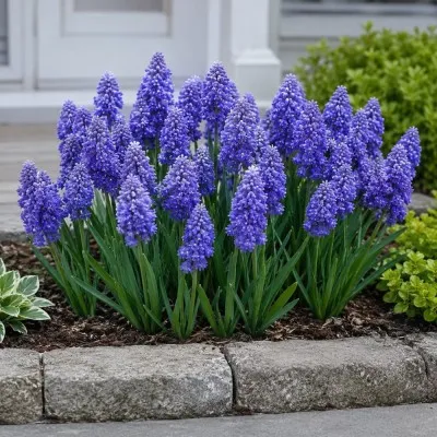 Мускари Fantasy Creation фото
