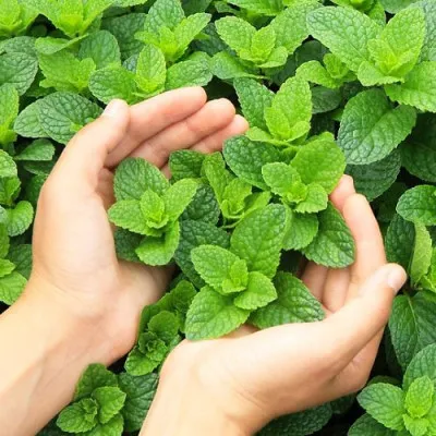 Мята Mojito фото