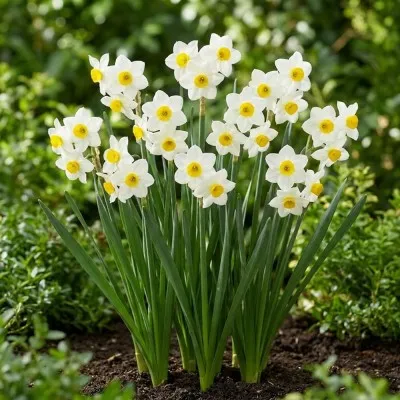 Нарцисс таццета Chinese Sacred Lily фото