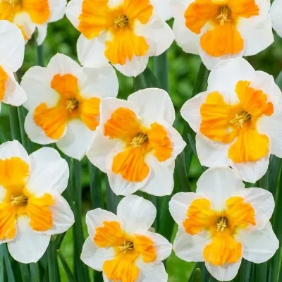 Нарцисс Tricollet фото