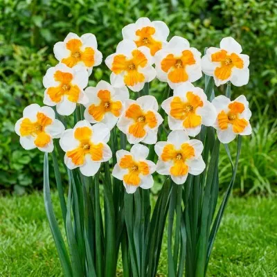 Нарцисс Tricollet фото