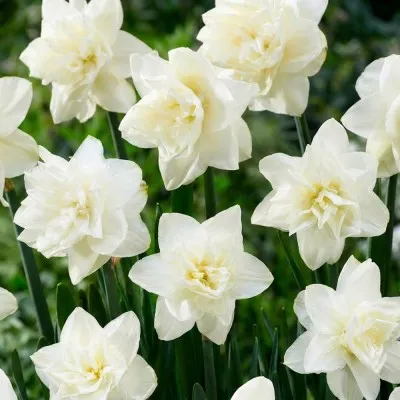 Нарцисс White Medal фото
