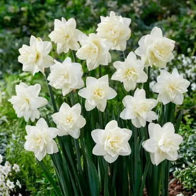 Нарцисс White Medal фото