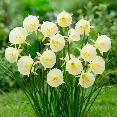 Нарцисс Arctic Bells фото