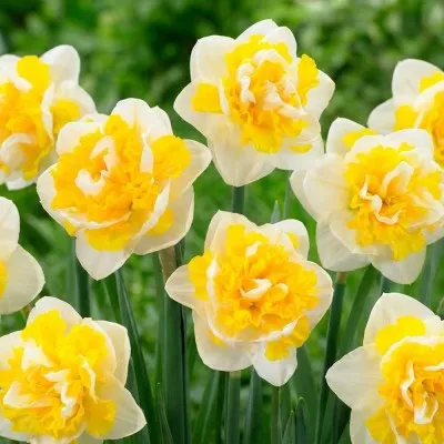 Нарцисс Doctor Witteveen фото