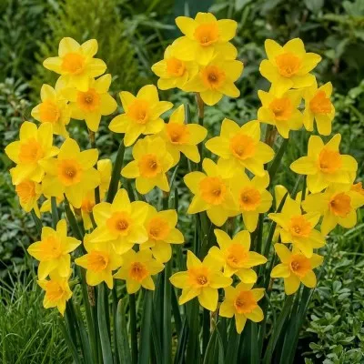 Нарцисс Garden Opera фото