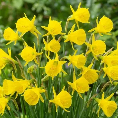 Нарцисс Golden Bells фото