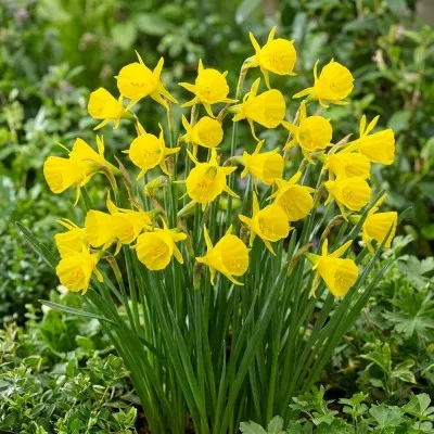Нарцисс Golden Bells фото