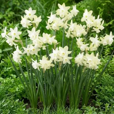 Нарцисс Moonlight Sensation фото