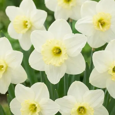 Нарцисс Papillon Blanc фото