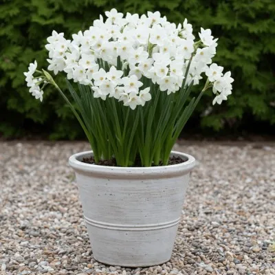 Нарцисс таццета Papyraceus (Paperwhite) фото