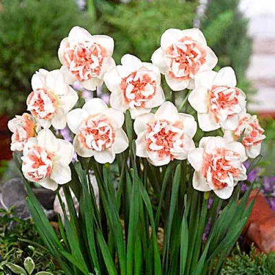 Нарцисс Pink Paradise фото