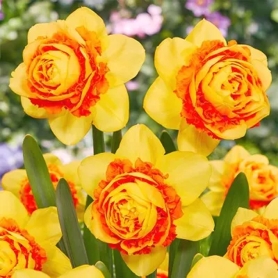 Нарцисс Suade Double фото
