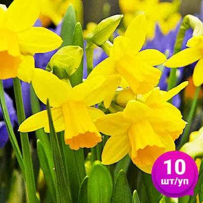 Нарцисс Tete a Tete 10 шт/уп фото