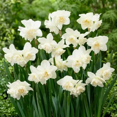 Нарцисс White Marvel фото