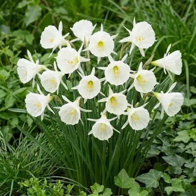Нарцисс White Petticoat фото