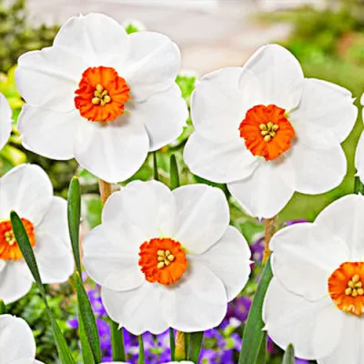 Нарцисс Woodland Star фото
