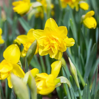 Нарцисс Yellow Paradise фото