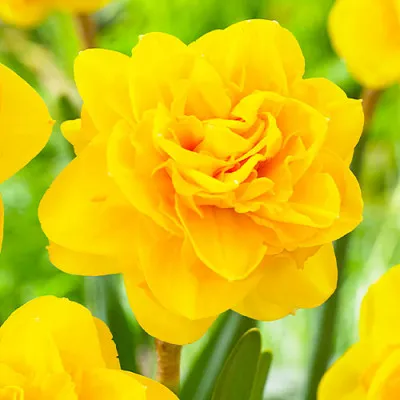 Нарцисс Heamoor фото