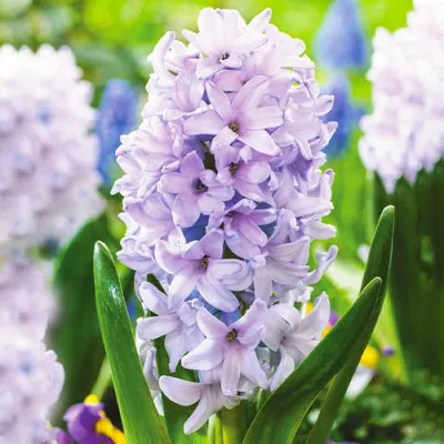 Гиацинт Сity of Bradford фото