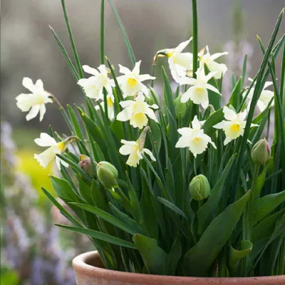Нарцисс W.P. Milner фото