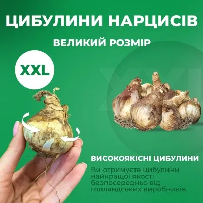 Нарцисс Amber Trompet фото