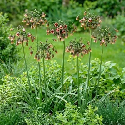 Нектароскордум Bulgaricum фото