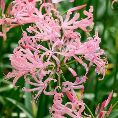 Нерине Flugel фото