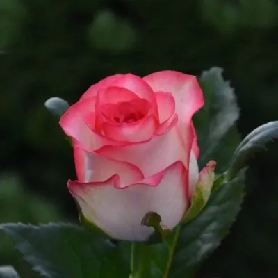 Роза Jumilia фото