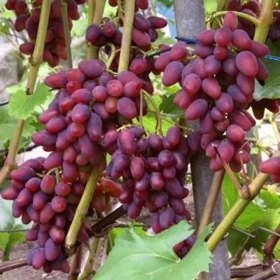 Виноград Арочный фото