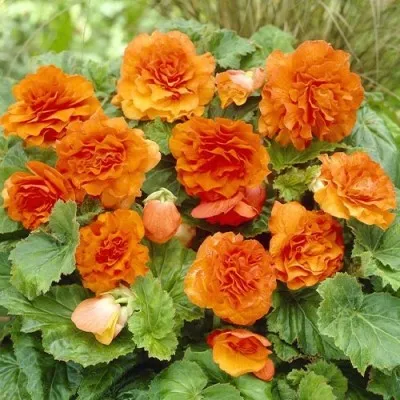 Бегония Non Stop Orange фото