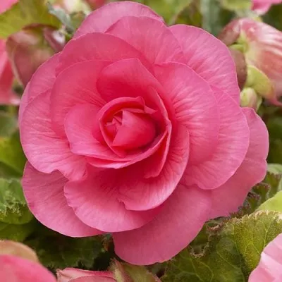Бегония Non Stop Pink фото