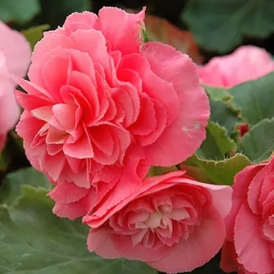 Бегония Non Stop Pink фото