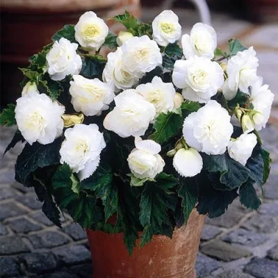 Бегония Non Stop White фото