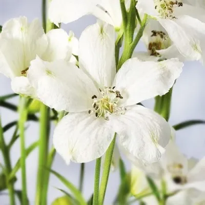 Дельфиниум Ocean White фото