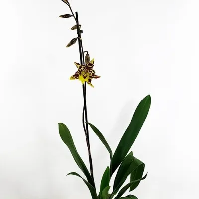 Орхидея Odontocidium Maxima фото