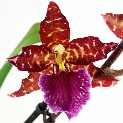 Орхидея Odontoglossum Violetta фото