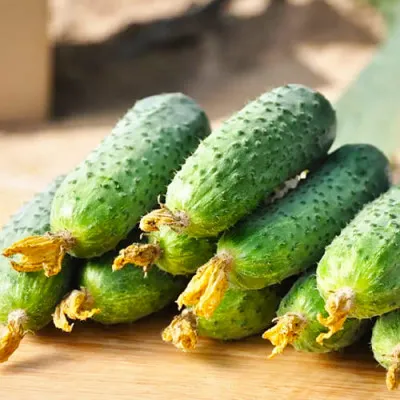 Огурец Ленара F1 фото