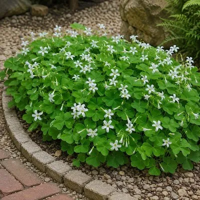Оксалис (кислица) Triangularis ssp. Papilionacea фото