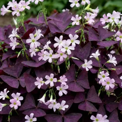 Оксалис (кислица) Triangularis фото