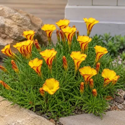 Оксалис (кислица) Versicolor Golden Cape фото