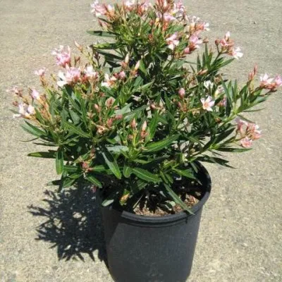 Олеандр Petit Pink фото