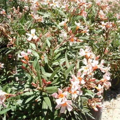 Олеандр Petit Pink фото