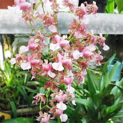 Орхидея Onncidium Rosy Sunset фото