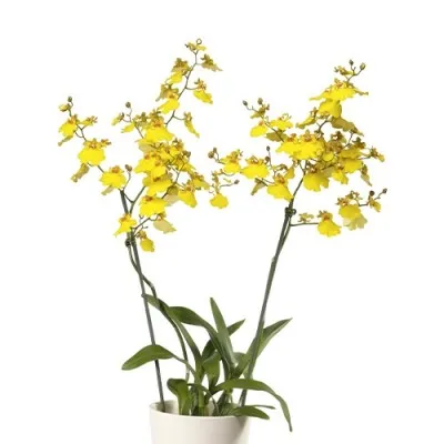 Орхидея Oncidium Sweet Sugar фото