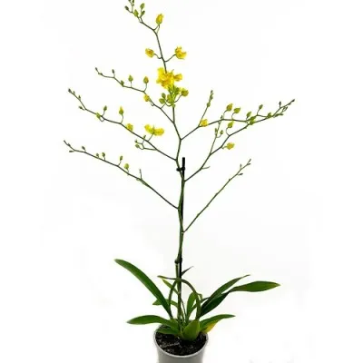 Орхидея Oncidium Yellow Hart фото