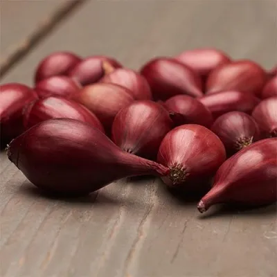 Лук Red Kamal фото