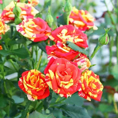 Роза бордюрная Orange Flash фото