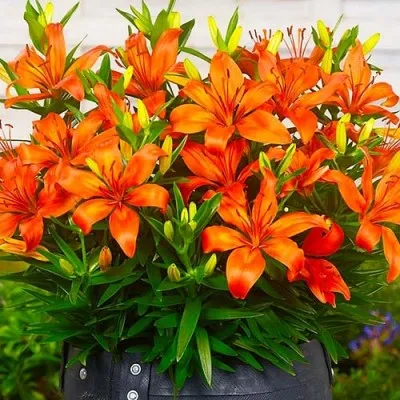 Лилия Orange Matrix фото